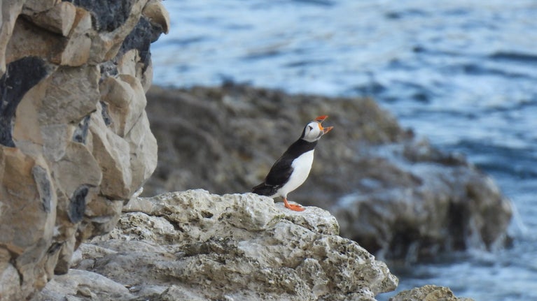 Puffin on rocky ledge, its beak wide open.